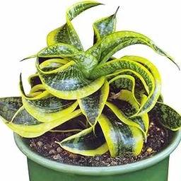 GREEN PARADISE Indoor Snake Plant Sansevieria HAHNII Twisted Sister (VARIEGATED SNAKE PLANT) Triasciata Dwarf Twin Color Live Indoor Air Purifier Plant With Pot-image-0