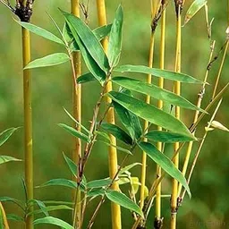 Desi Bamboo Live Plant – Hardy Outdoor Garden Plant | Air Purifying Bamboo Plant for Home, Balcony & Backyard | Natural Fence Live Plant-image-7
