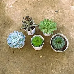 Mphmi Pune Plants Live BY Season Evergreen-Set of 5 - Kalanchoe Tomentosa, Laxmi kamal & 3 Echevaria succulents in 3 Inch Nursery Pot-image-26