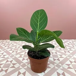 Banyan tree bonsai live plant with pot, Bargad Live Plant (Pack of 1)-image-9