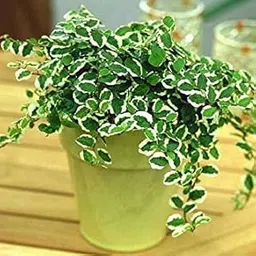 Mphmi Live Plants Nursery Garden Variegated Creeping fig, Ficus pumila - Plant-image-10