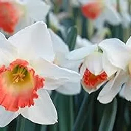Floriculture Greens Flower Bulbs IMP. Nargis/Narcissus Light Orange White Flower Bulbs Pack Of (8)-picture-25
