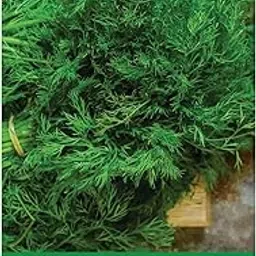 Udanta Soya Seeds For Planting - Qty 10 gm-picture-30