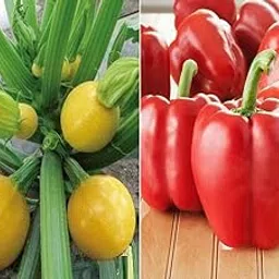Zomoloco_? Zucchini Round Yellow and Capsicum Red Seeds(100 Seeds)_Y1047(100per packet)-picture-28