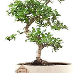 Bonsai Live Plant - 4 Years Old Carmona Flowering & Fragrance Bonsai Tree | Unique Bonsai Plants for Home Indoor | Ideal for Office, Living Room, Balcony | Height: 30cm-image-31