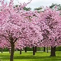 NooElec Seeds India 20 Seeds- Japanese Cherry Tree Seeds- Grow All India-image-6