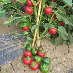 TRICONE Hot Round Chili Pepper | Chilli Seeds | Seeds Tested And Packed For Terrace and Home Gardening (Chilli) (200 Per Packet)-image-5