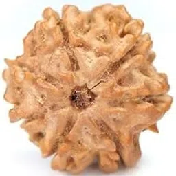 TRINETRA GEMS STONE Premium 7 Mukhi Rudraksha For Make Pendant Oval Seven Face Rudraksha From Nepal Genuine सात मुखी रुद्राक्ष IGL Lab Certified Blessed Lord Lakshmi Brown Sat Mukhi Rudraksha-image-39