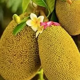 All Time Thai Jack Fruit Tree Plant/Hybrid Grafted Baromashi Sweet Jackfruit/Kathal/Echar Tree Plant Home Garden Green Jackel Vegetable Fruit Tree Healthy Plant image 1
