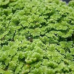 Azolla seeds live plant || Live plant azolla seeds || Pack of 260-picture-50