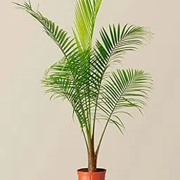 Indoor plants for living room bonsai,Indoor Outdoor Decoration Natural Live A Big Size "Chinese palm" Tree (Pack of 1 With grow pot) || For Home Garden Tree Outdoor indoor plant-image-80