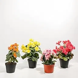 Haritadhara Double Begonia Multicolor Flower Plants Bulbs For Outdoor Gardening (Pack Of 5 Bulbs)-picture-14