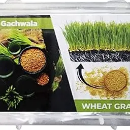 Gachwala Wheat Grass Seeds - 1000 Hybrid Seeds for Health & Wellness, Chemical Free, Cat Grass-picture-18