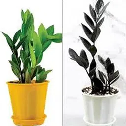 OCCIDENT Pack of 2 Zamia Zamioculas Zamiifolia " Raven" Succulent Rare Exotic Live ZZ Indoor Plant For Home and Garden with Black Plastic Pot (ZZ Plant Black & Green, 2)-picture-32