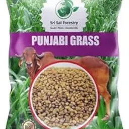 Punjabi Grass Seeds Multi Cut Grass - 250G-picture-18
