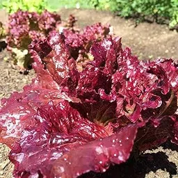 VibeX Purple Lettuce Seeds-500 Seeds-picture-20