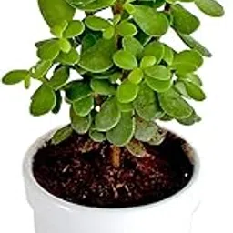 Madhu Enterprises || Mini Jade Plant Air purifier plant easy care & low maintenance Perfect for Home & Office Decor ||Pack of 1||-picture-13