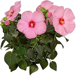 Nema Hibiscus Flower Seeds - Baby Pink - 100 Pcs-picture-24