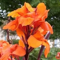 Ritz Farming� Organic Canna Lilly Bulbs Easy Growing For every season gardening and home FloweringPACK OF 1-picture-34