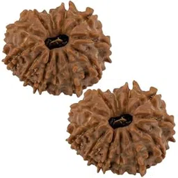RATNA GEMS Certified 12 Mukhi Rudraksha from Nepal | Natural Twelve Faced Rudraksha for Leadership, Courage, Positivity & Enhanced Confidence | Genuine Spiritual Healing Bead(Pack of 2)-image-29