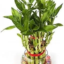 PlantaZee Lucky Bamboo Plant with Pot - 2 Layer & 21 Stalks | Gift A Plant & Good Luck - Best for Office & Home Indoor Garden (2 Layer with Pot) Pack of 1-image-1