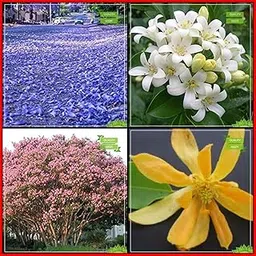 Creative Farmer Seeds Packet Combo Tree Seeds : Blue Jacaranda, Murrayya Exotica, Queen Crape Myrtle, Champak Tree Seeds Fruit Seeds For Home Garden-picture-56