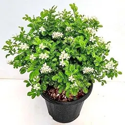 Madhukamini (Murraya Paniculata) Live Flowering Plant with Pot | Highly Fragrant Indoor & Outdoor Plant | Evergreen Aromatic Flower Plant for Home Garden & Décor-image-3