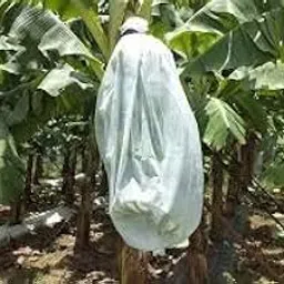 Crop Protection Cover Banana Bunch Tubing Cover 17 GSM (pack of 1) (400 m)-image-31