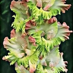 Imported Gladiolus Double Color Flower Bulbs (Pack Of 5 Bulbs) Green & Red-image-45