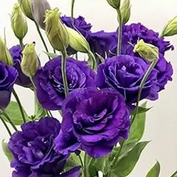 PRODHAN COLLECTION Nandini Flower Plant Blue Color Eustoma grandiflorum Texas bluebell Prairie Gentian Japanese Rose Lisianthus Healthy Plant-image-61