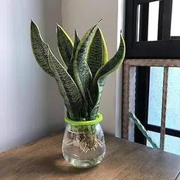 PlantaZee Hardy Indoor Plant Green snake Live Plant pack of 1-picture-26