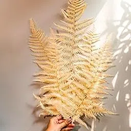 CLOUD INDIA Decorative Ferns Naturally Dried Flower for Vase Filler for Home Dcor|Indoor |Office Dcor (White, 5 Stem)-image-9