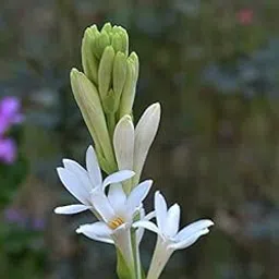 Creative Farmer Flowering Bulb Rajoni-Gandha/Shabbi/NishiGandha/Sugandharaja/Sambangi and NelaSampenga Bulbs (Pack of 10) For Kitchen Garden-picture-21