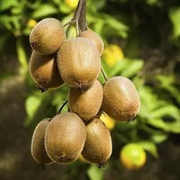 Plants Kiwi Plant Fruit Live Plant Hybrid Yellow All Season Grafted Kerala Female Nursery Tree Plants For Home Dwarf Seedless Plants & Tree Outdoor Living Indoor Plants-image-43