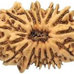 TRINETRA GEMS STONE Real Oval 15 Mukhi Rudraksha Nepali Beads Superb Fifteen Face Rudraksha For Make Pendant Mala Natural Brown Pandrah Mukhi Rudraksha IGL Lab Certified For Men Women-picture-14