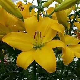 Mphmi Seedless Plant Flower Bulbs Plants Lilium LA Hybrid Calais (Light Yellow) Bulbs (Set of 5)-picture-14