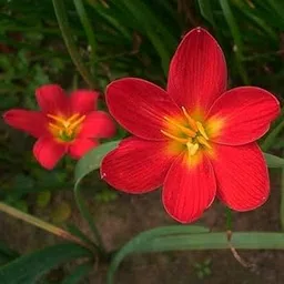 Plantopia Rain lily Bulbs Red Variety Lilly Bulbs,PP_18-picture-29
