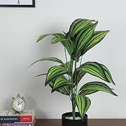 Artificial Dracaena Plants |Big Ornamental Plant Artificial Plant for Interior Decor/Home Decor/Office Decor|26 Leaves (with Pot, 70 cm Tall)-picture-34