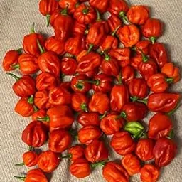 25 Authentic Highborne Cay, Bahamian scotch bonnet pepper seeds-picture-22