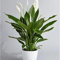 Live Low Maintenance Live Peace Lily Plant Air Purifying Spathiphyllum Indoor Plant with Flower Pot For Home Office and Living Room With Pot-image-66