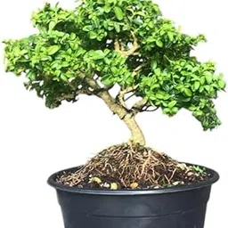 Small original indoor plants for home decor big size, Kamini bonsai Plant for Garden Indoor (Pack of 1 With pot)-picture-16