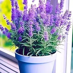 Lavender Live Plant All Season Purple Lavender Live Flower Plant For Home Garden Indoor/Outdoor Plant With Plastic Pot. (Pack Of 1)-picture-15
