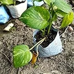 SP - Money Plant_0038-picture-25