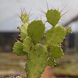 GREEN COLLECTION Real Live Cactus Opuntia Monacantha Live Cactus Plant | Cactus Opuntia Monacantha Live Cactus Plant, Nagphani/Nagfani Cactus Big Medicinal Live Plant-picture-38