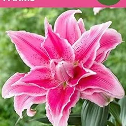 Oakwood Farms Imported Pink Color Oriental Lilies/Lily/Lillium Double Petal Flower Bulbs (Pack Of 1 Bulb)-picture-20