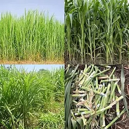 4g bullet super napier grass stick, Smart 5g hybrid napier grass pack of 70 Sticks-picture-13