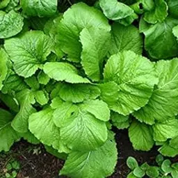 Indica Super Agri Green Mustard Florida Broad Leaf -50 Seeds X 2 Packets-picture-11