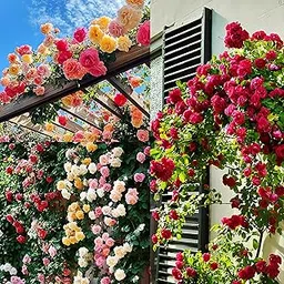 Colorful Climbing Rose Seeds – Hybrid Variety for Beautiful Creeper Roses on Trellis, Arches & Walls || 80+ Seeds | 96% Germination-picture-19