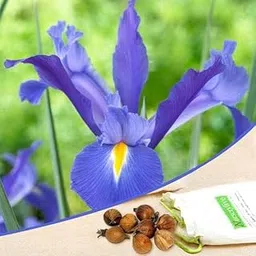 Mphmi Seedless Plant Flower Bulbs Plants Iris Professor Blauw (Blue) - Bulbs (set of 5)-picture-31