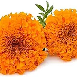 Fresh Flower Marigold Orange, 250 g-image-99